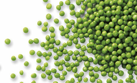 Erbsen ganz Erbsen ganz